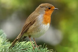 L.P.O. Rouge gorge