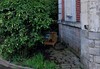 abri pour chats errants