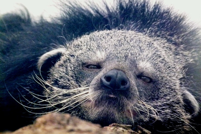 Le binturong / Les animaux du zoo / Zoo de Lille - www ...