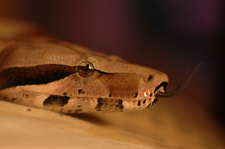 Boa constrictor © Embreus~commonswiki