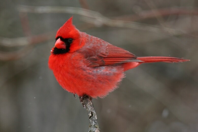 cardinal rouge