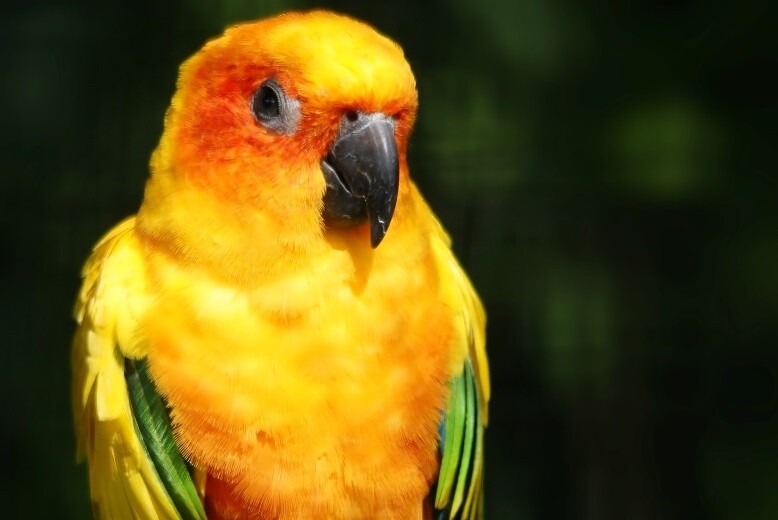conure soleil