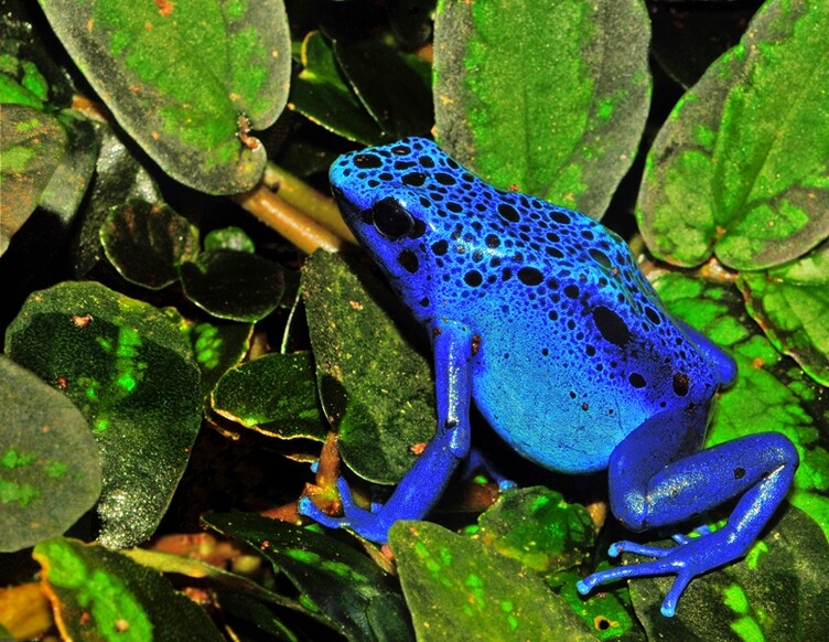 Dendrobate ©Michael Gäbler