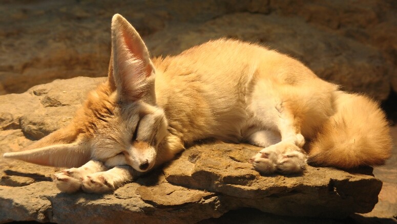 Fennec ©Wildfeuer