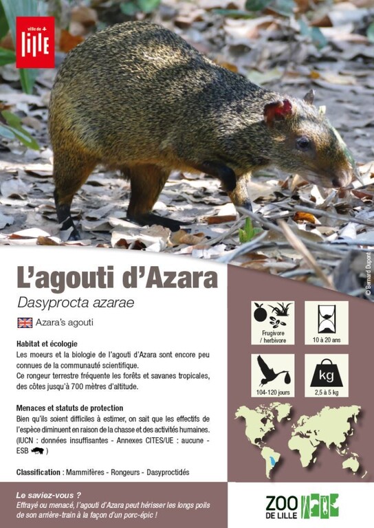 fiche agouti