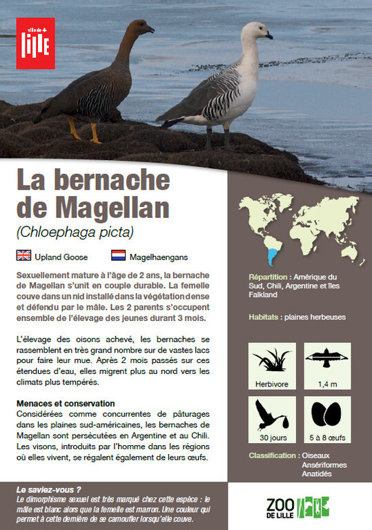 Fiche bernache de Magellan