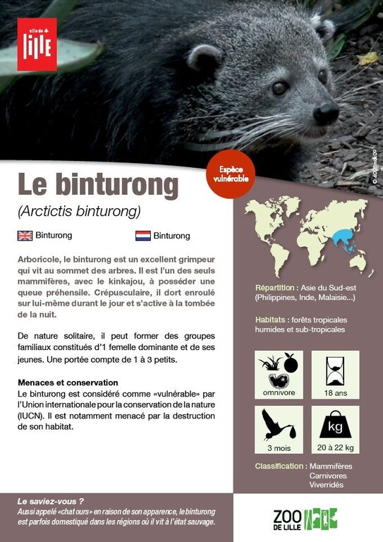 Fiche binturong