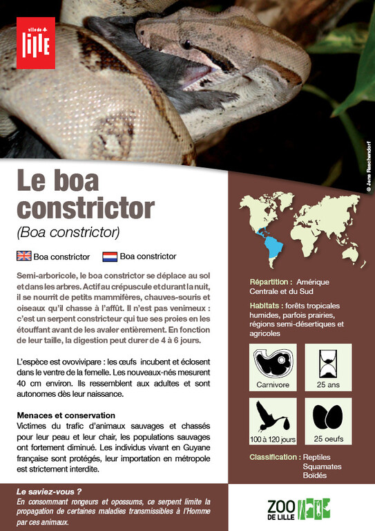 Fiche boa constrictor