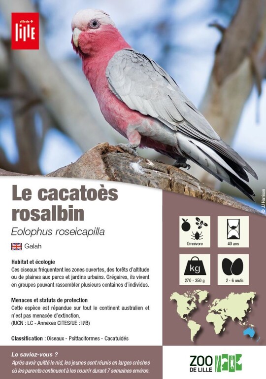 Fiche cacatoès rosalbin