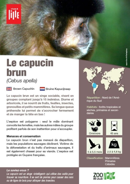 Fiche capucin