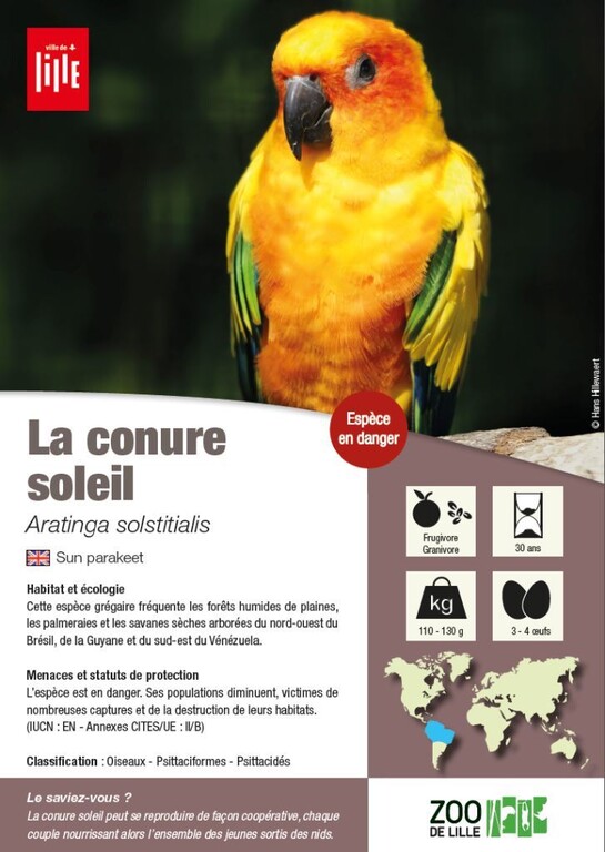 fiche conure soleil
