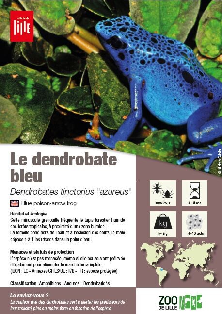 fiche dendrobate