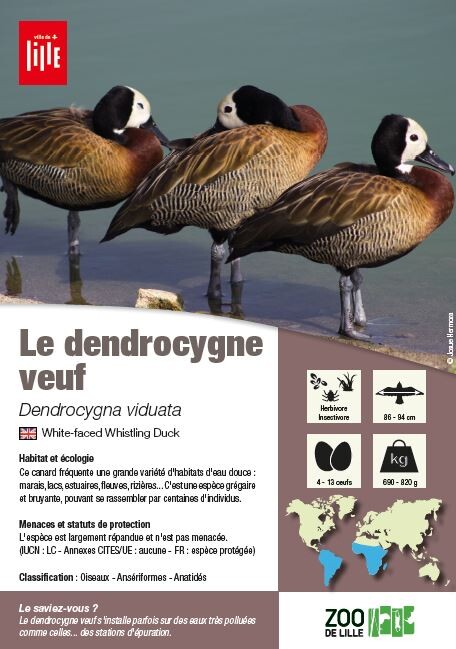 fiche dendrocygne