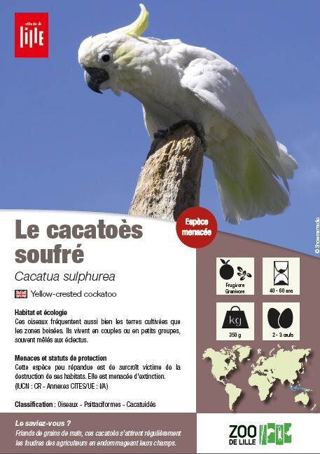 fiche espèce du cacatoès soufré