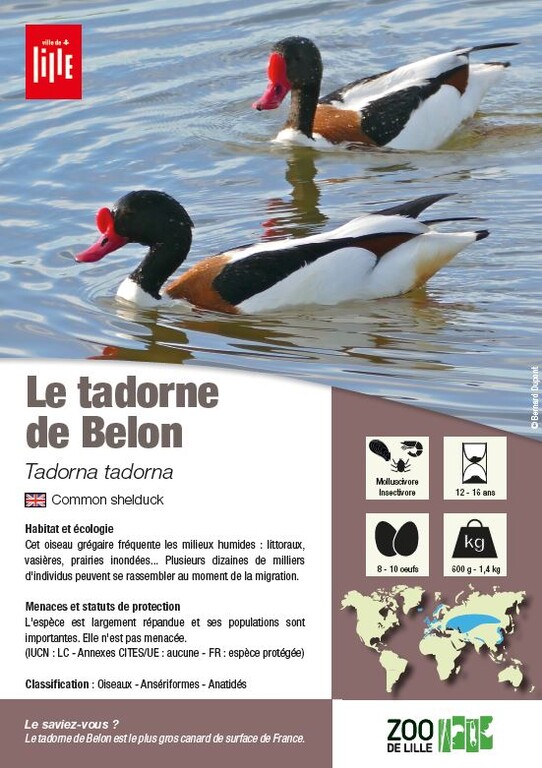 fiche espèce du tadorne
