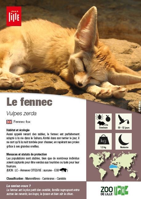 fiche espèce du fennec