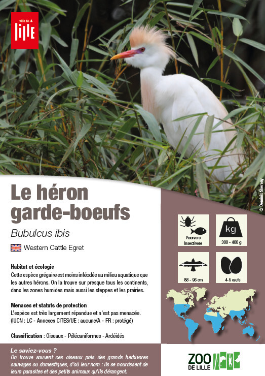 fiche heron garde boeufs
