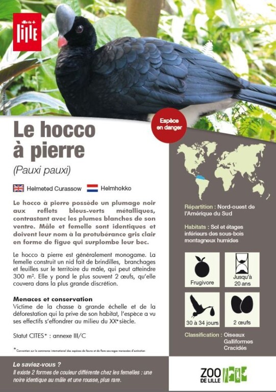 Fiche hocco