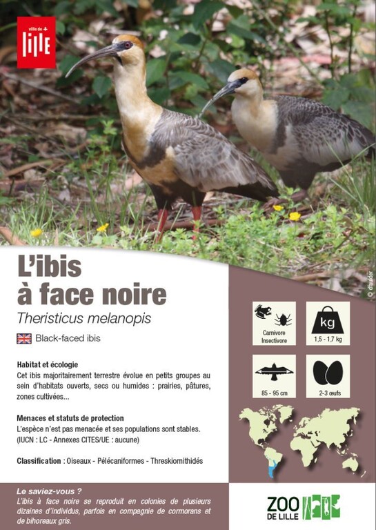 fiche ibis face noire