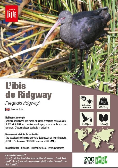 Fiche ibis ridgway