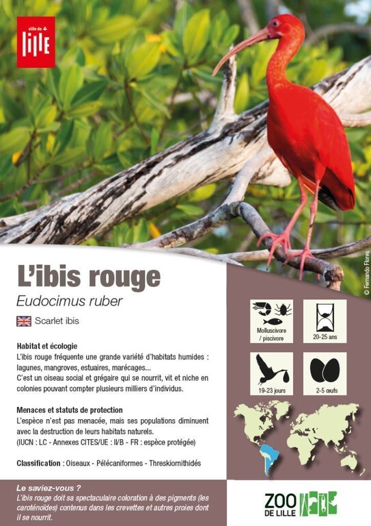 fiche ibis