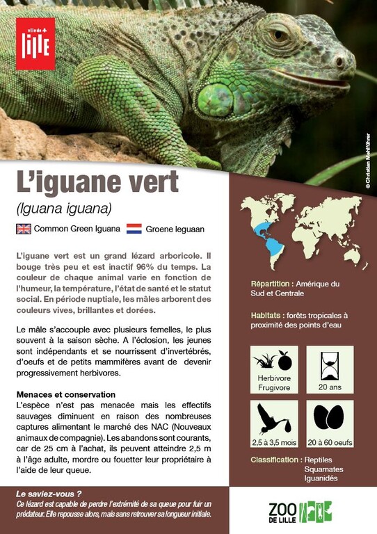 Fiche iguane