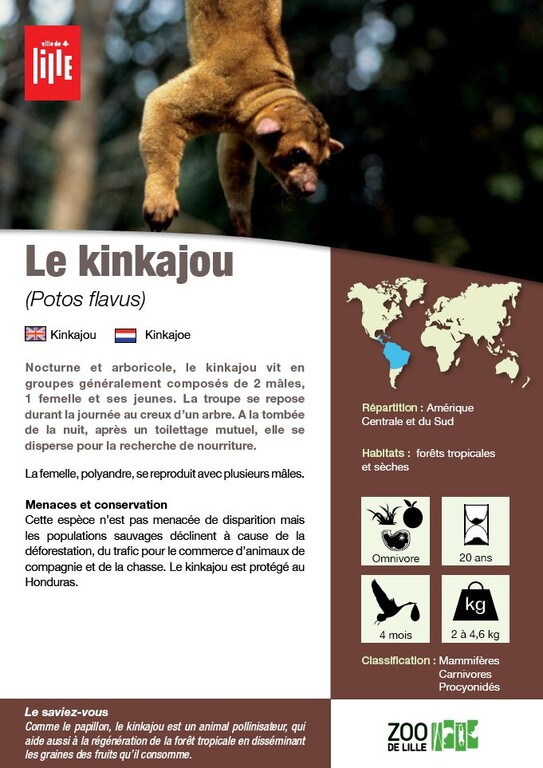 Fiche kinkajou