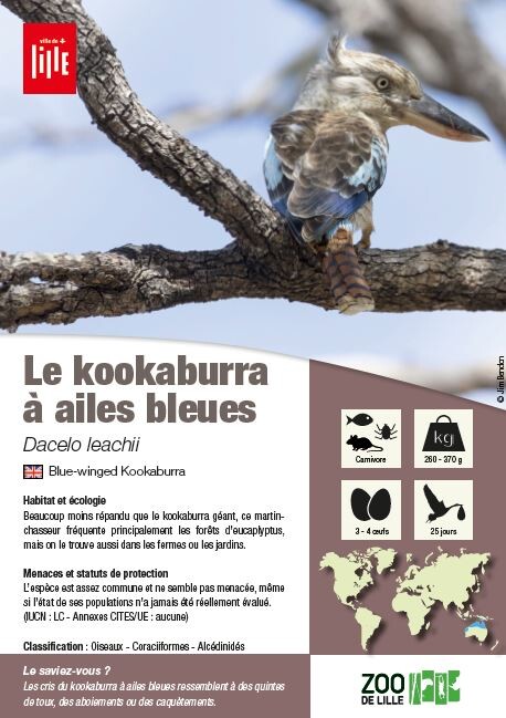 Fiche kookaburra