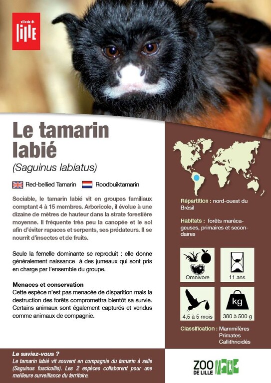 Fiche labie