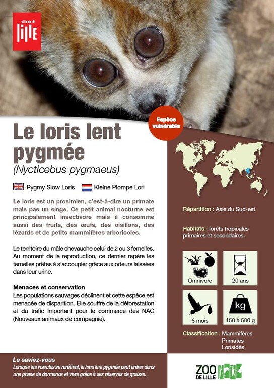 Fiche loris