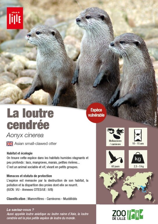 fiche loutre
