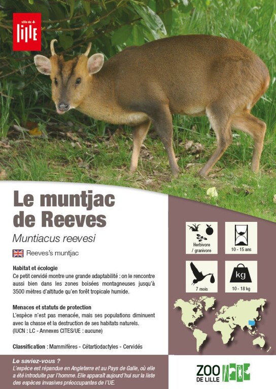 fiche muntjac