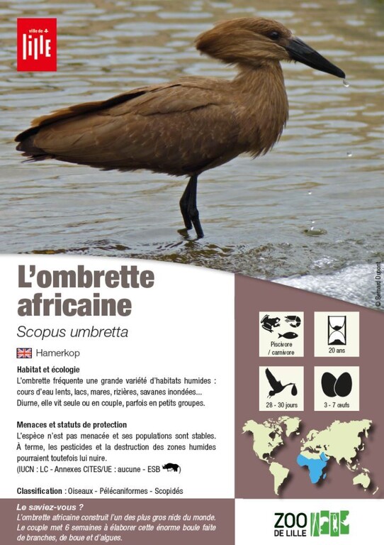 fiche ombrette