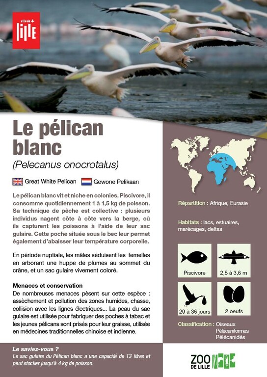 Fiche pelican