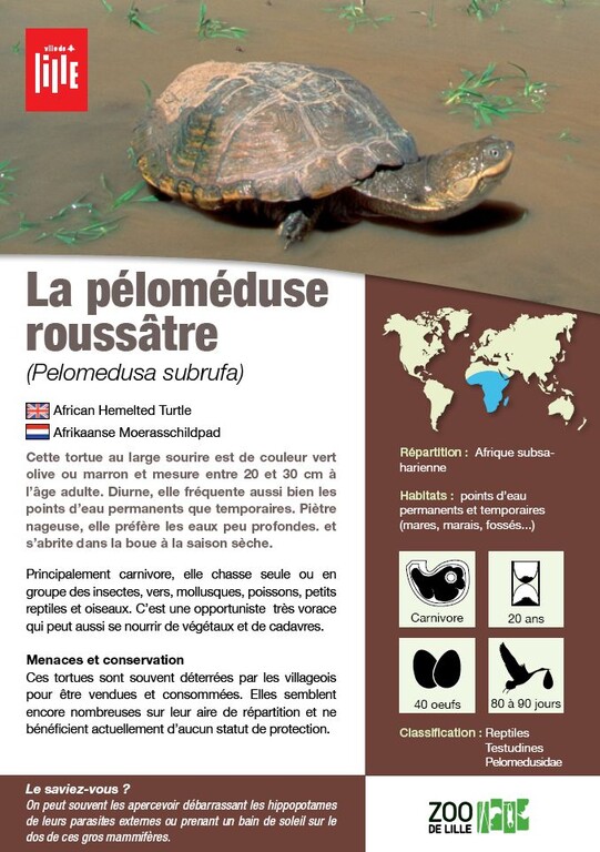 Fiche pelomeduse