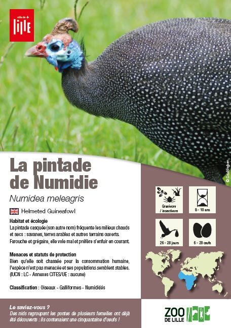 fiche pintade