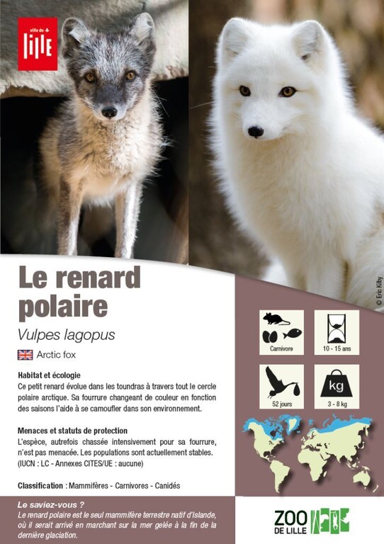 Le Renard Polaire Les Animaux Du Zoo Zoo De Lille Www Lille Fr Zoo De Lille Le Renard Polaire Les Animaux Du Zoo Zoo De Lille Www Lille Fr Zoo De Lille