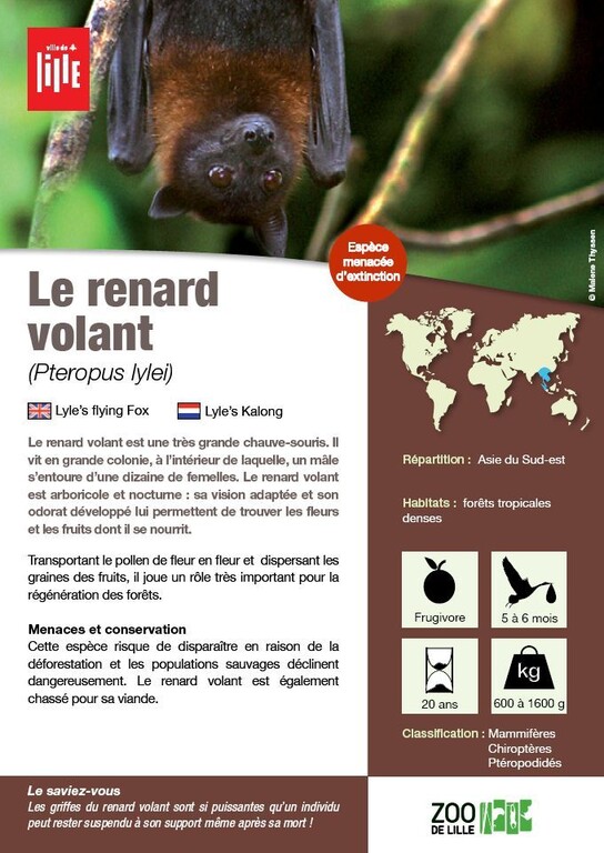 Fiche renard volant