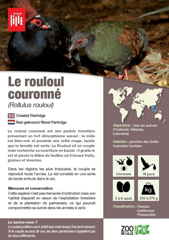 Fiche rouloul