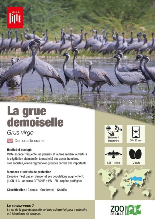 Fiche espèce de la grue demoiselle