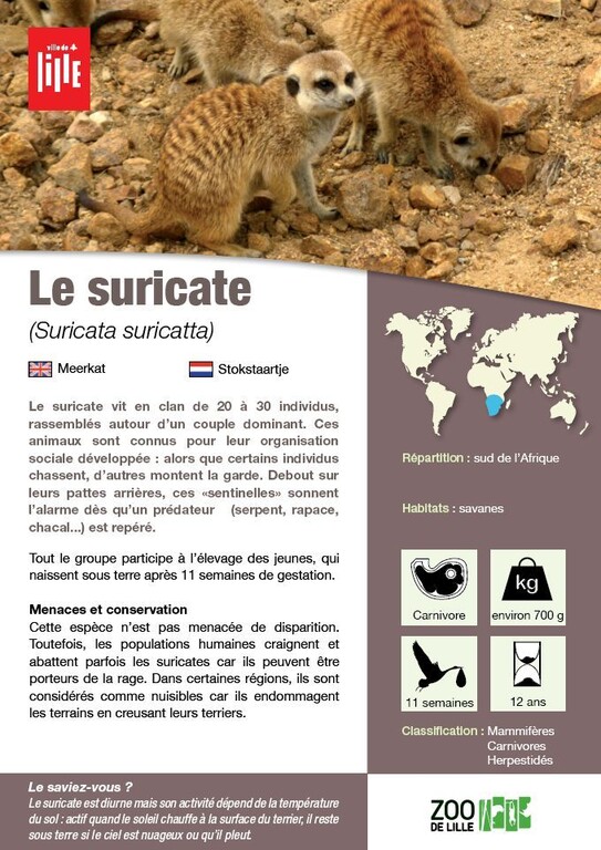 Fiche suricate