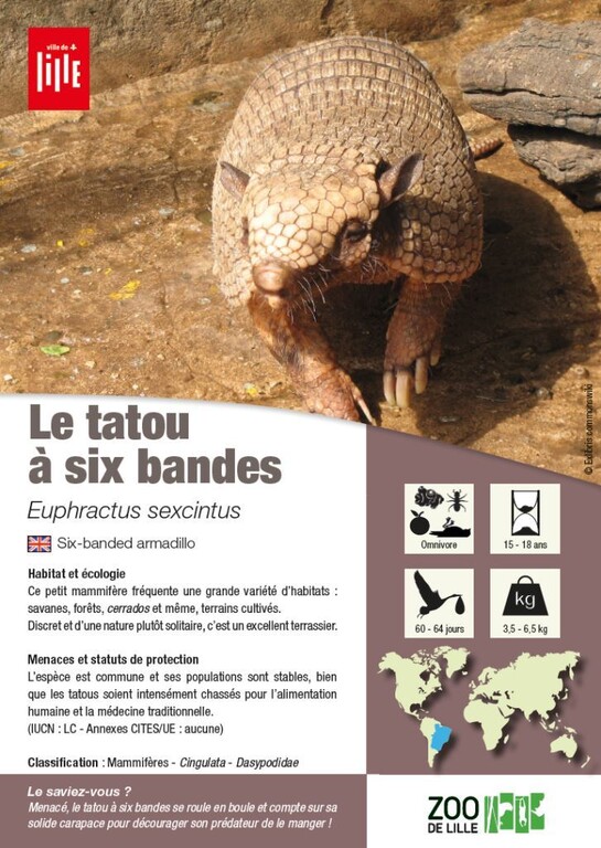 Fiche tatou