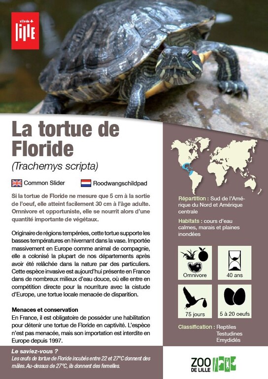 Fiche tortue de Floride