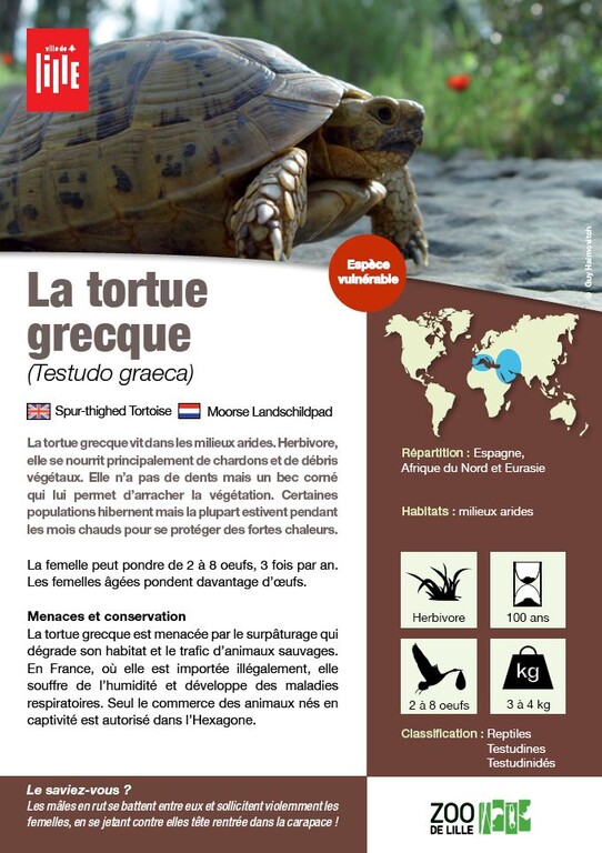 Fiche tortue grecque