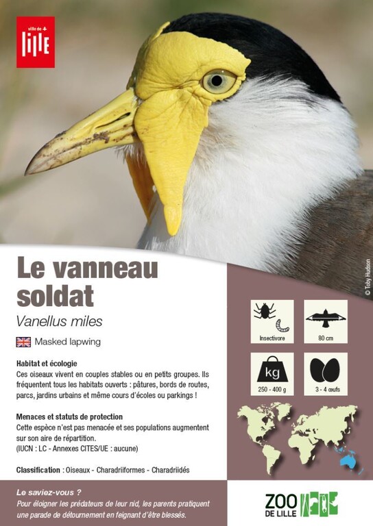 fiche vanneau