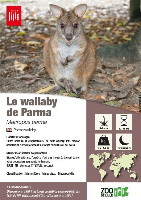 fiche wallaby