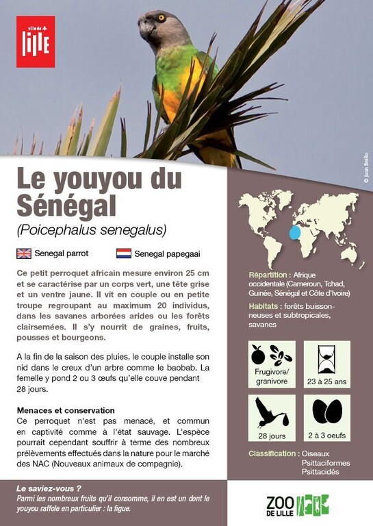 Fiche youyou