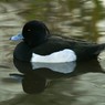 Fuligule morillon ©Ken Billington