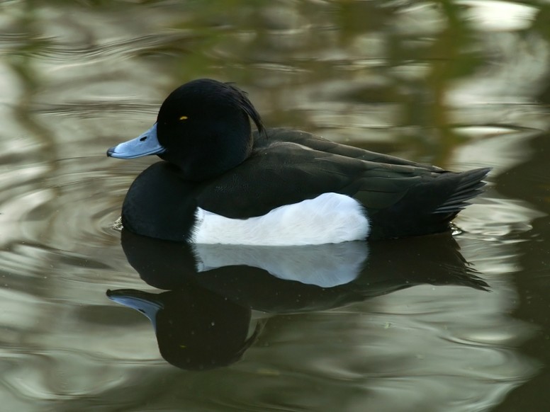 Fuligule morillon ©Ken Billington