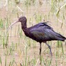 ibis de ridgway ©Bill Bouton